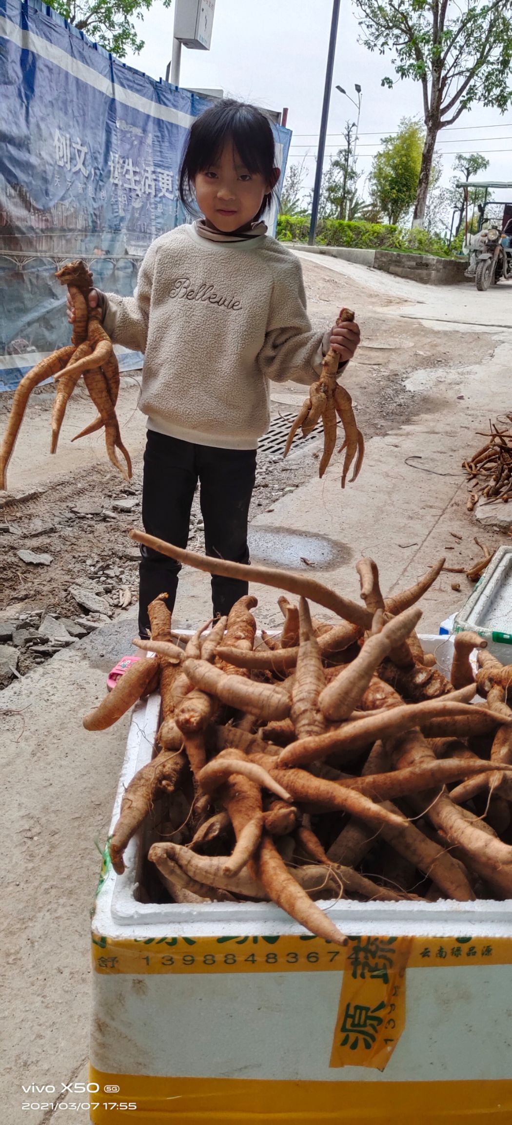 牛大力。广西牛大力。一手货源。超级甜够老。