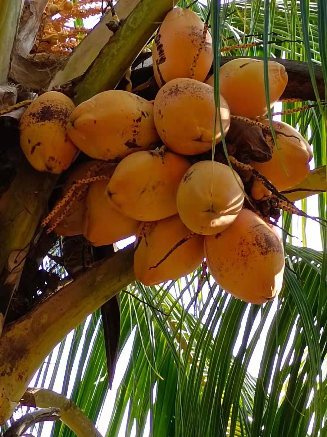  海南金椰子