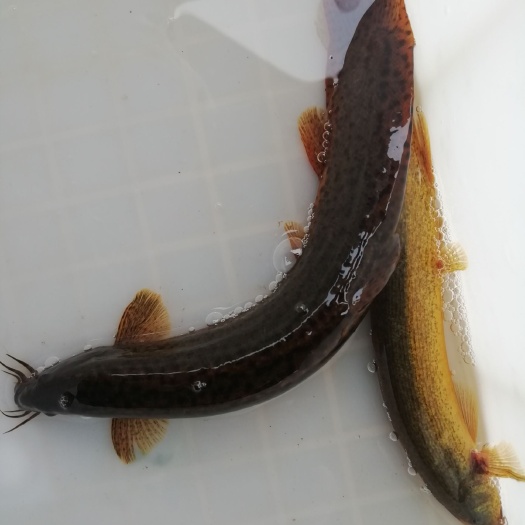 湖北潜江稻田泥鳅（一手货源）