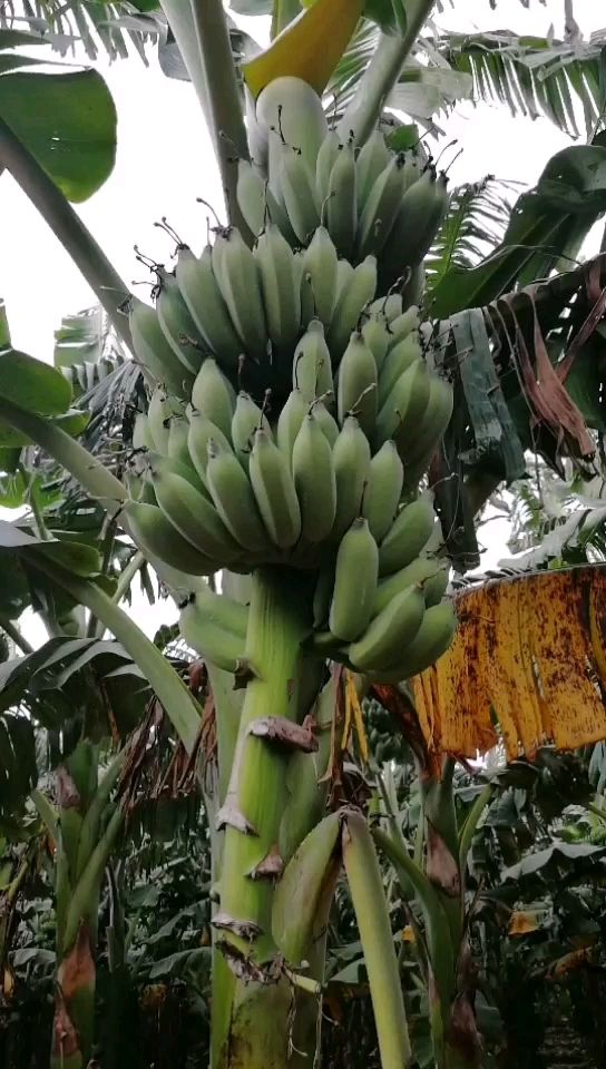 广东省湛江市徐闻香蕉，小米蕉