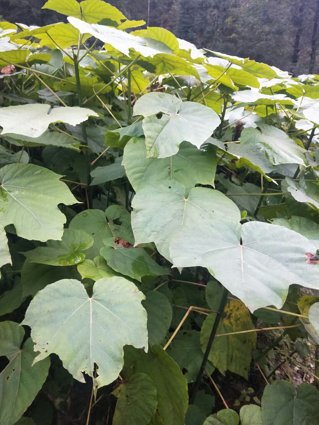  精品油桐苗，根系发达，质量很好，，量大