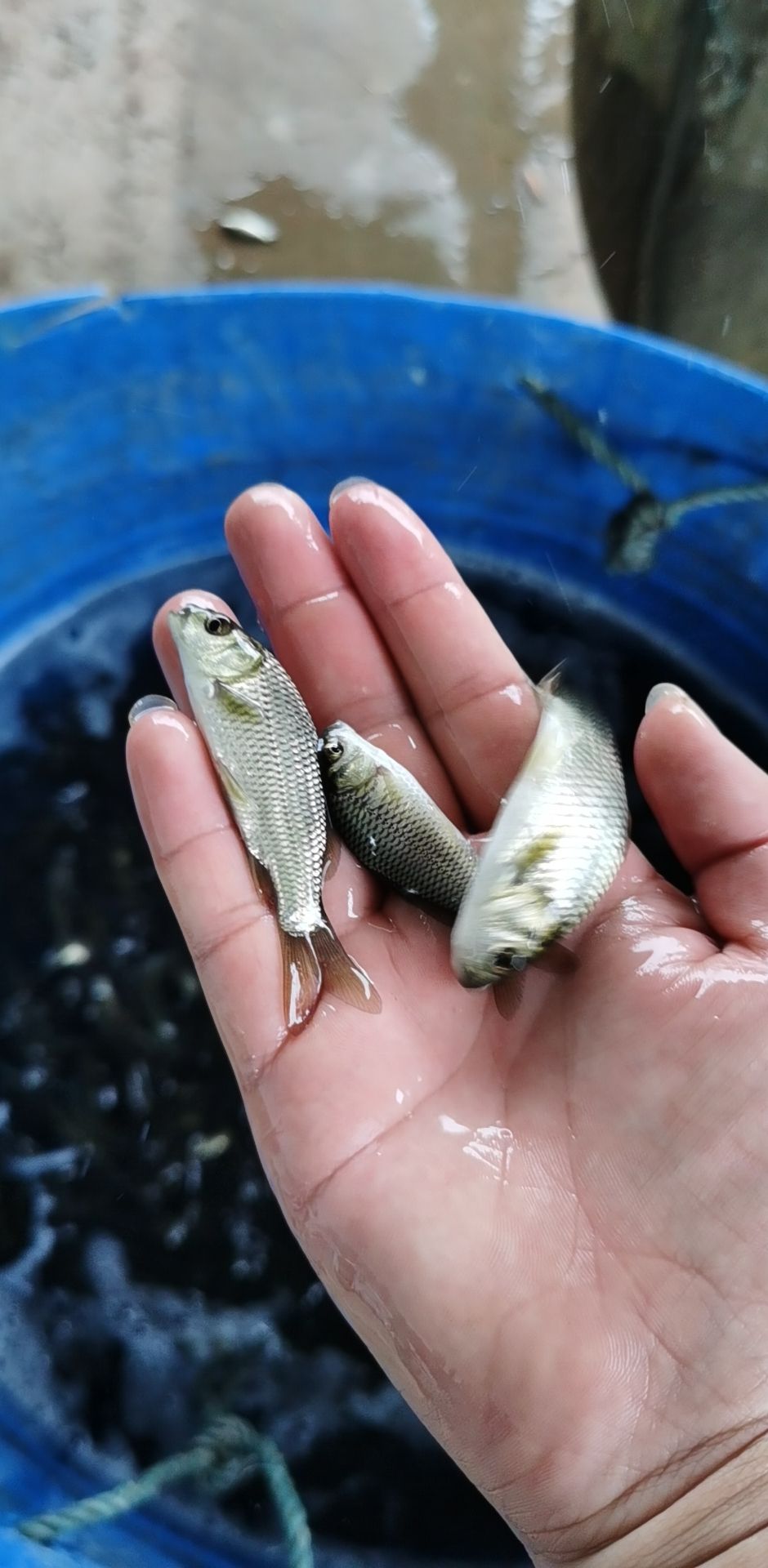 鲤鱼  支持送货上门，货到付款量大从优，四川，云南，贵州，湖南，广西