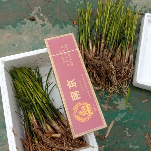 六安茭白种苗  安徽省六安市大量供应早熟美人茭苗