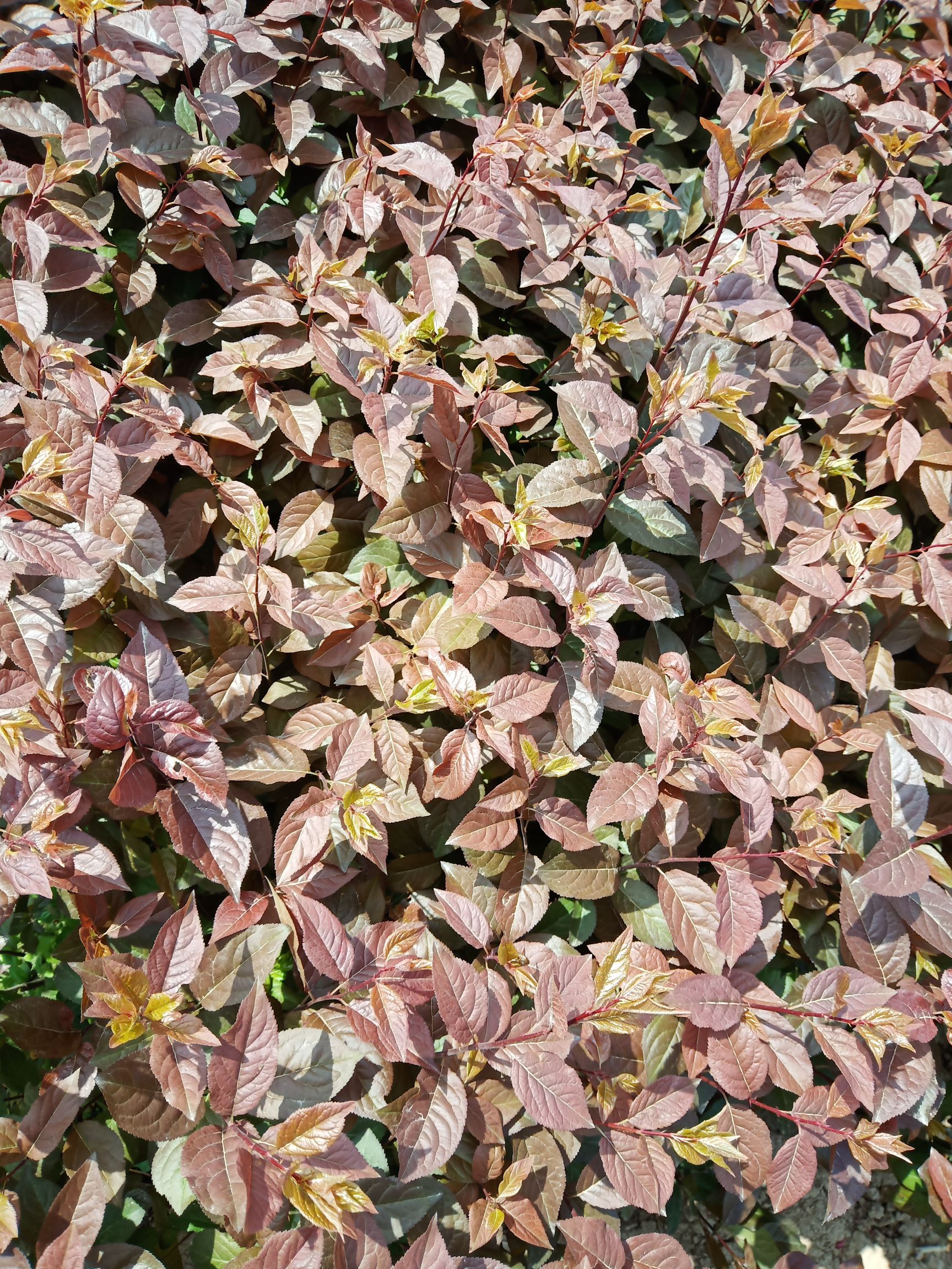 丛生红叶李  营养杯红叶李 营养钵红叶李 红叶李容器苗 红叶