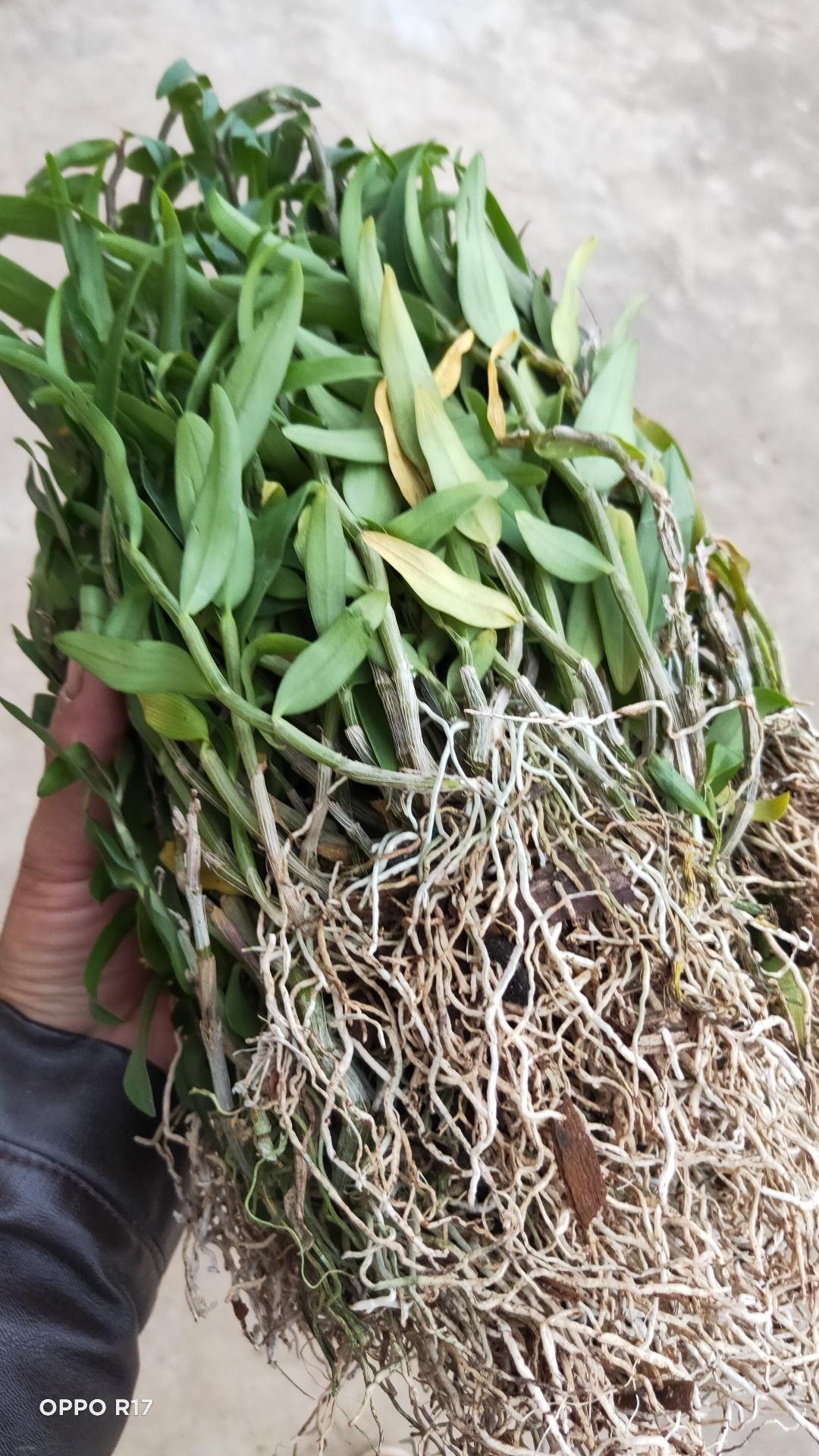 正宗铁皮石斛种苗