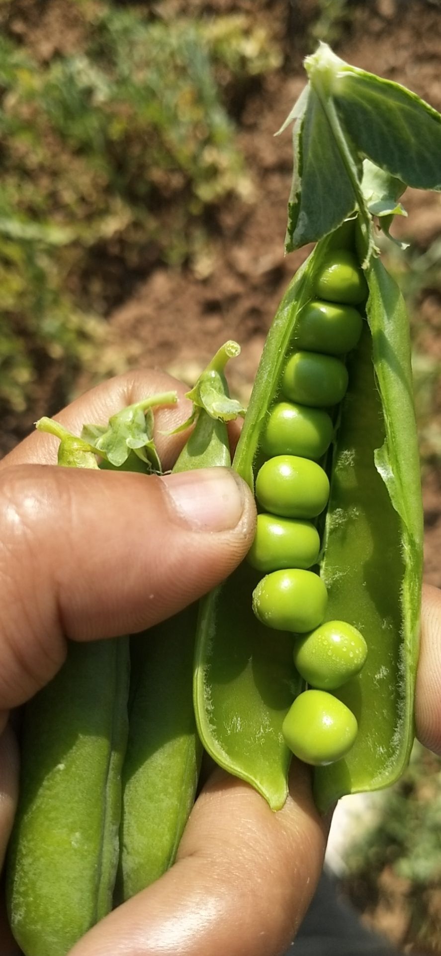 豌豆荚  带壳碗豆