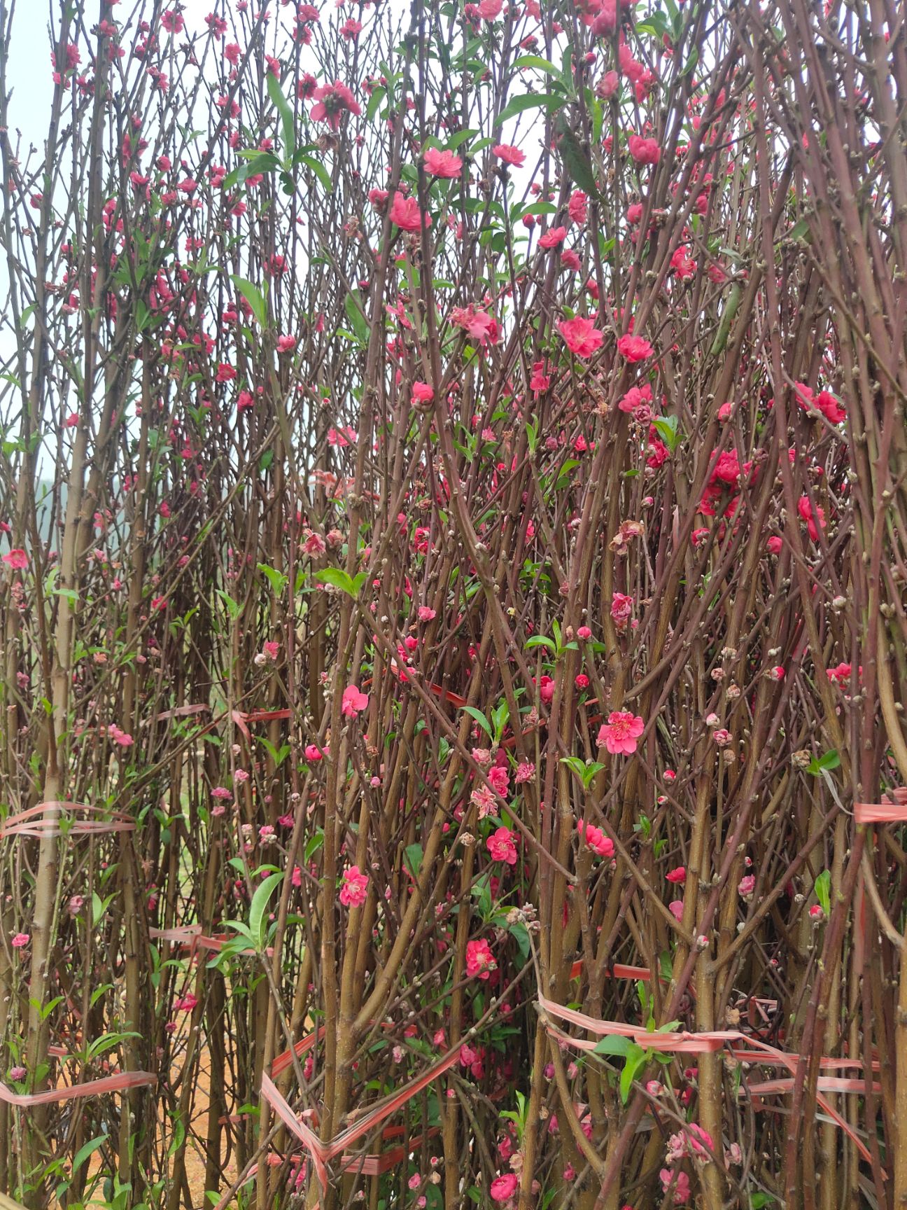 桃花心木  桃花