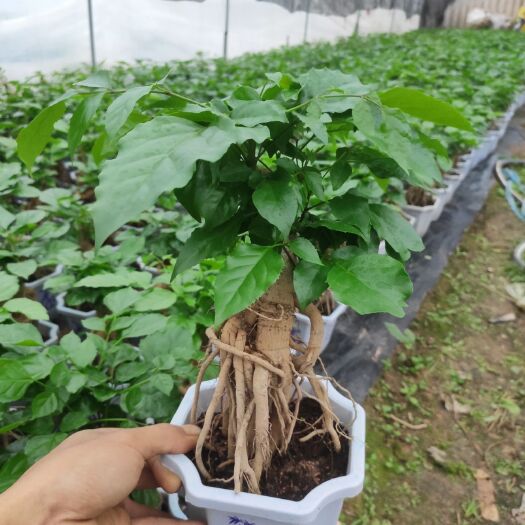 漳州幸福树盆栽 提根绿宝 幸福树盆景 盆栽绿植