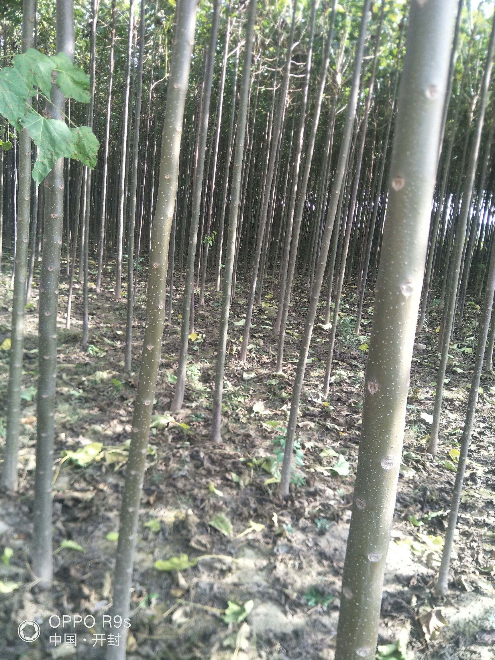 河南楸 出售楸树，自己种植的，七八万棵，规格不一还有七八千棵紫叶李