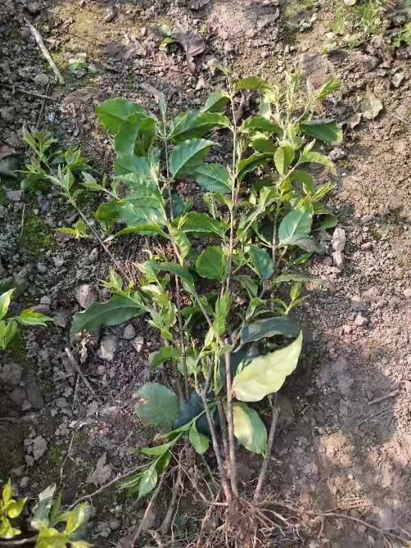 茶树苗 本小叶苦丁茶苗，芽头颗粒饱满，品种纯，老叶嫩芽都很好，