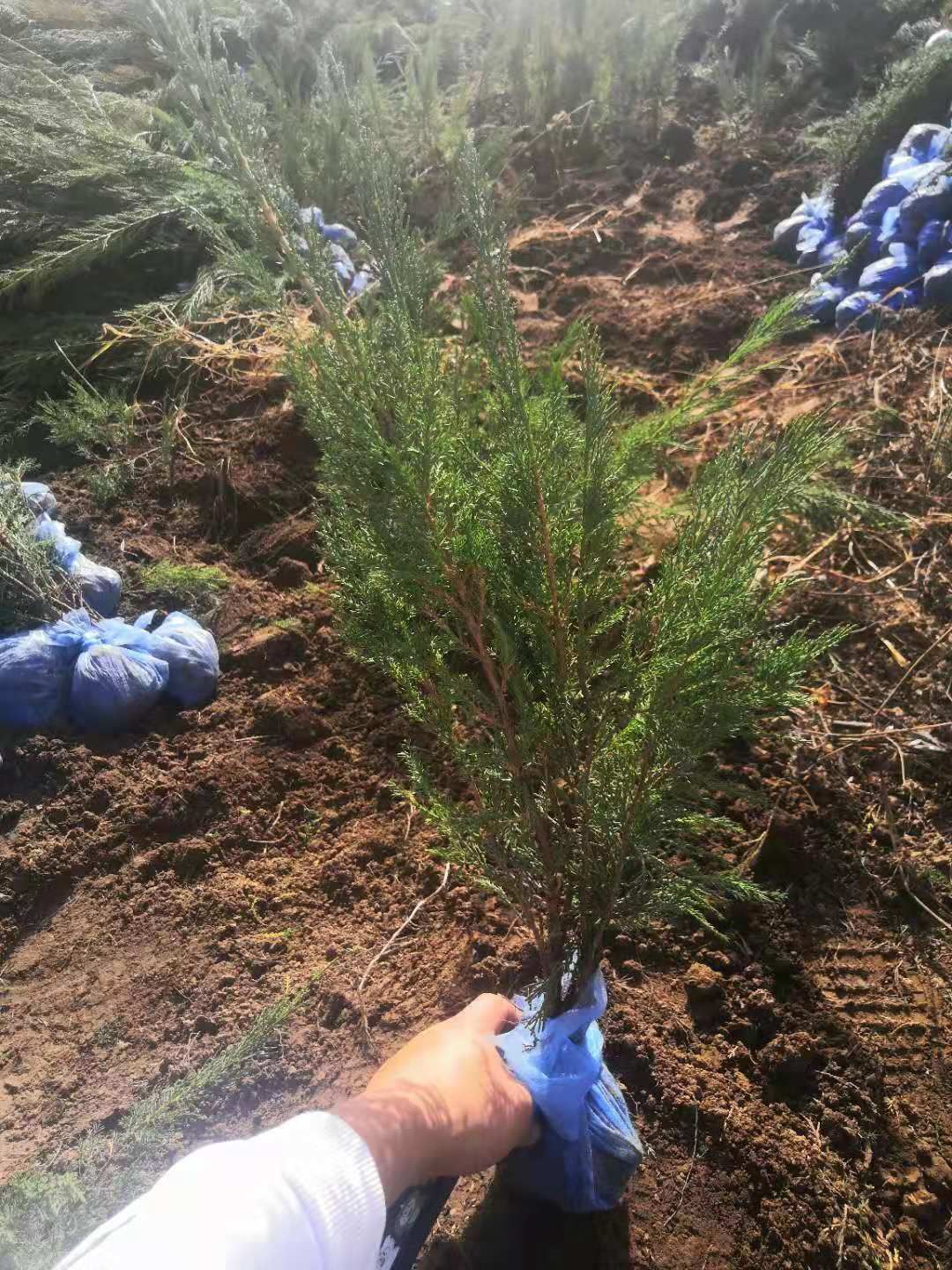 土球无纺布沙地柏大田苗裸根30厘米到70厘米高装杯沙地营养杯