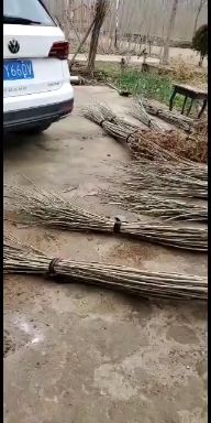 无絮杨3804  3804无絮杨，杨树种条出售