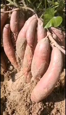 普薯32红薯苗  脱毒红薯苗原原种