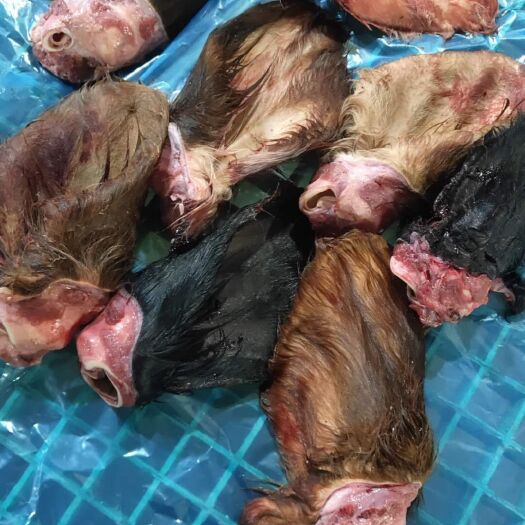 大厂县 带毛牛耳