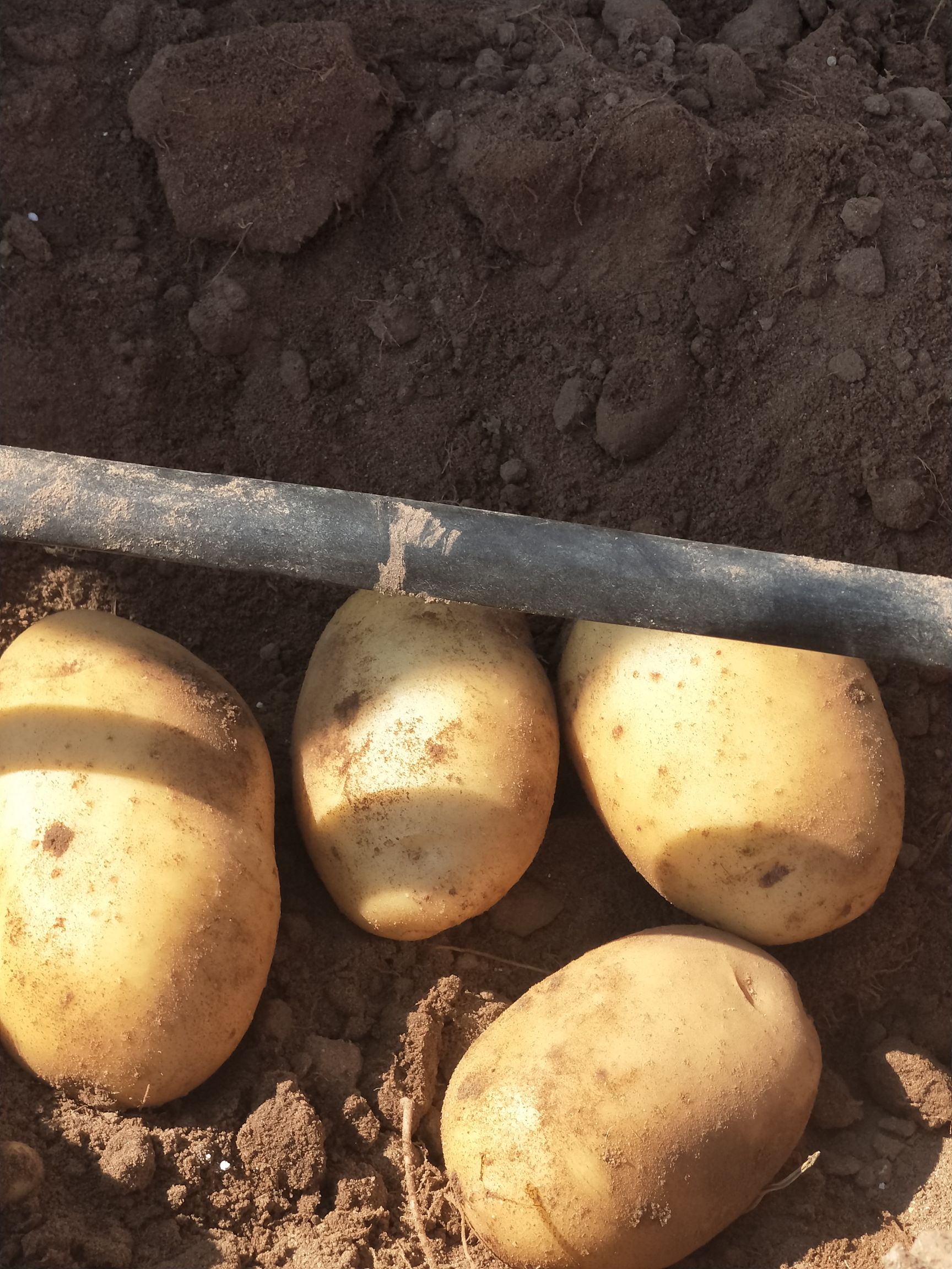 黄心土豆  V七赔钱便宜了，陕北货，