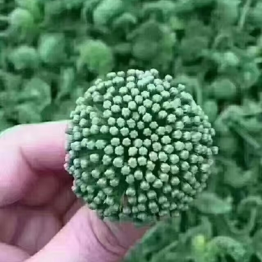 玉林三七花 头茬新花 文山三七花 田七花  4年生三七花
