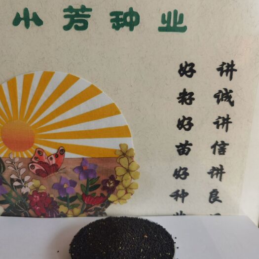 安国市黄芩种子  保质保量保发芽率支持大货批发零售