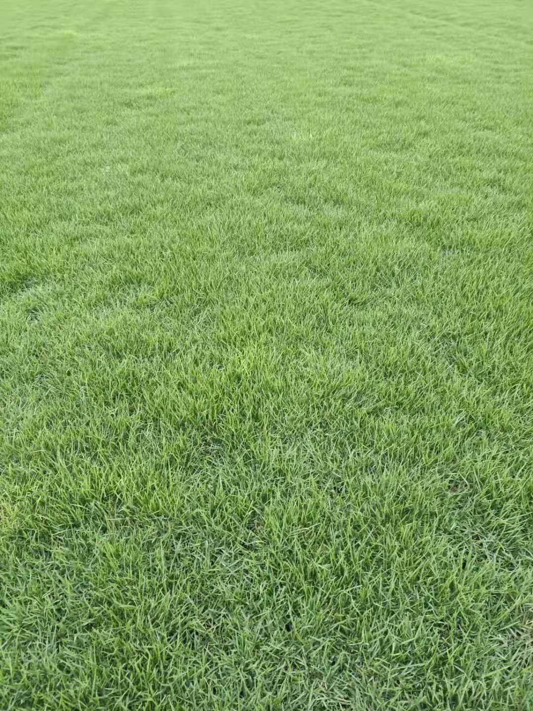 弘扬生态文明，享受绿色生活。筱筱草坪常年销售:马尼拉草坪