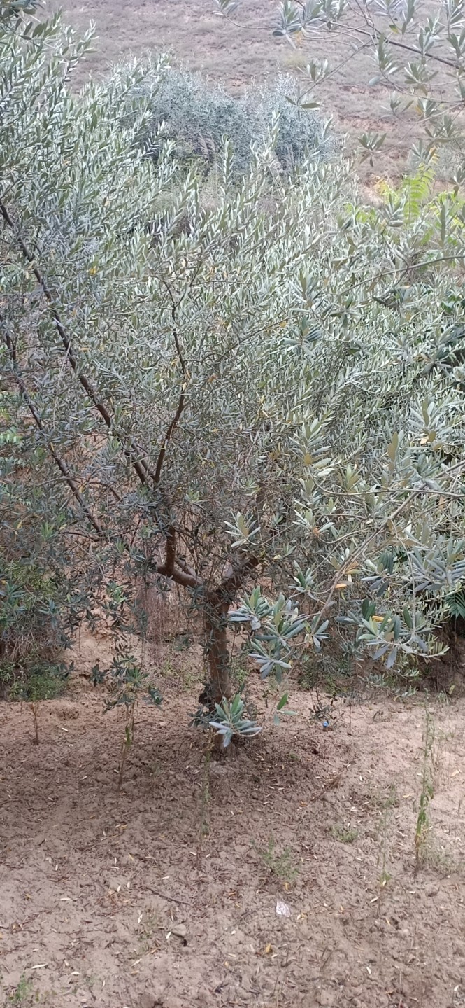 橄榄苗  油橄榄种植