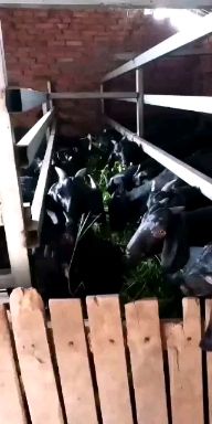 黑山羊 努比亚种羊苗。