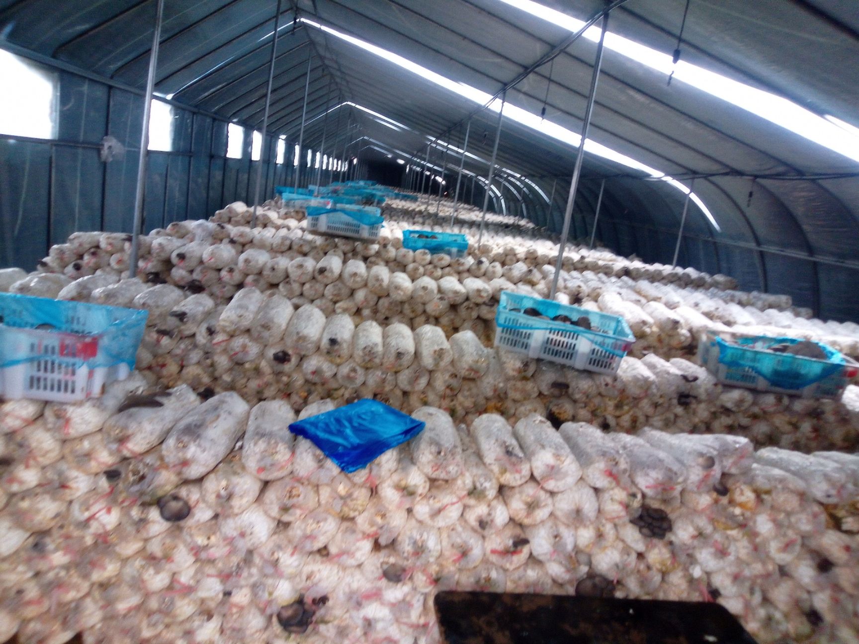 蘑菇 期货供应夏季平菇菌袋，