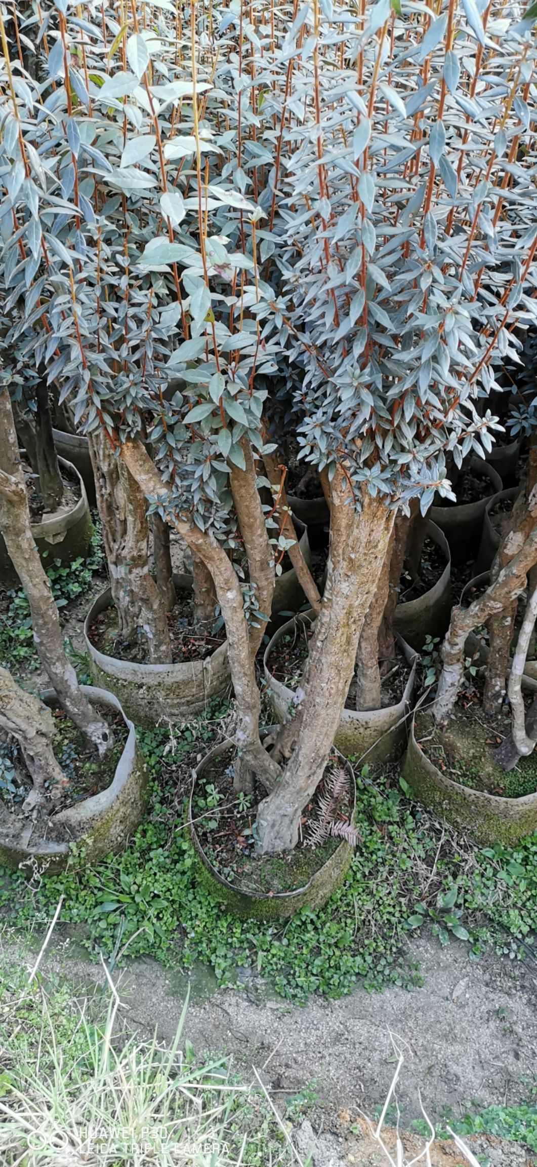 紫花杜鹃桩（溪畔杜鹃）原生熟桩，大量现货供应中。