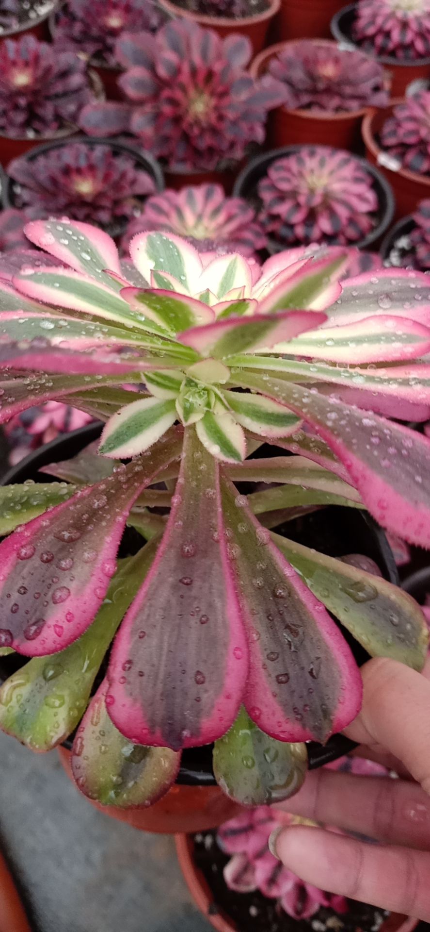 多肉组合  粉女巫出侧芽