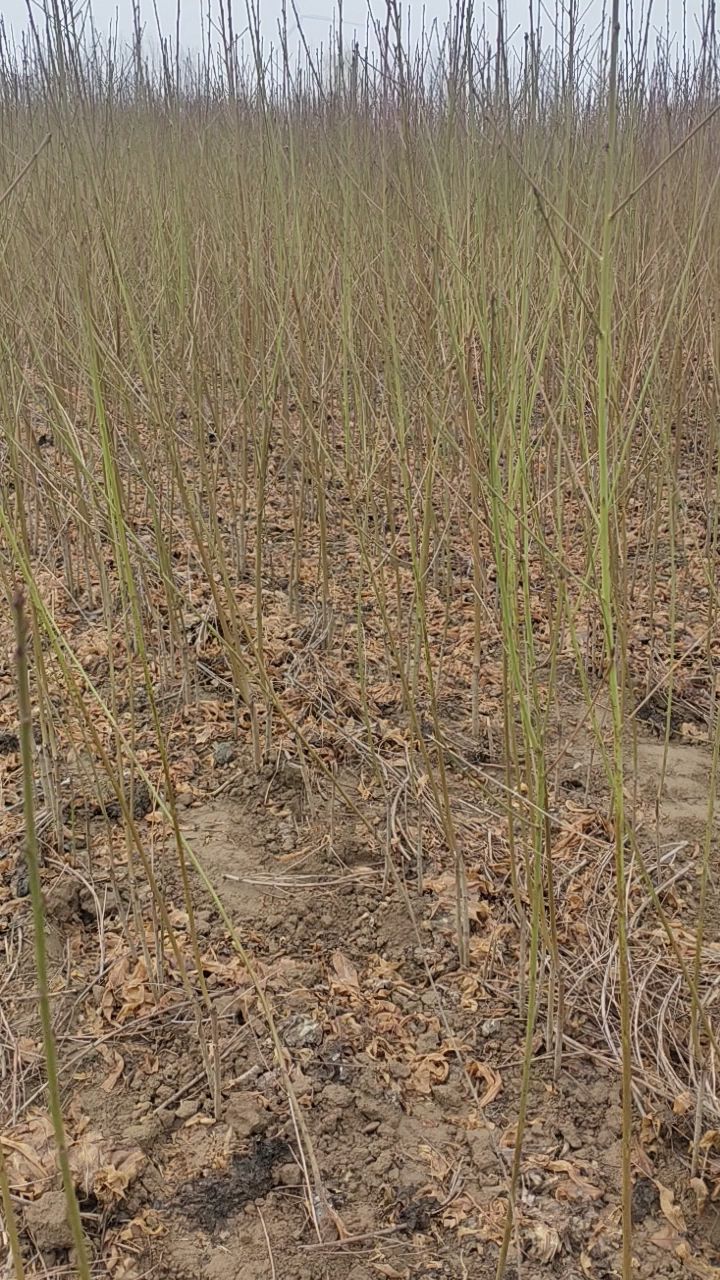 五月鲜桃苗  嫁接桃苗，第一年栽树，第二年结果，