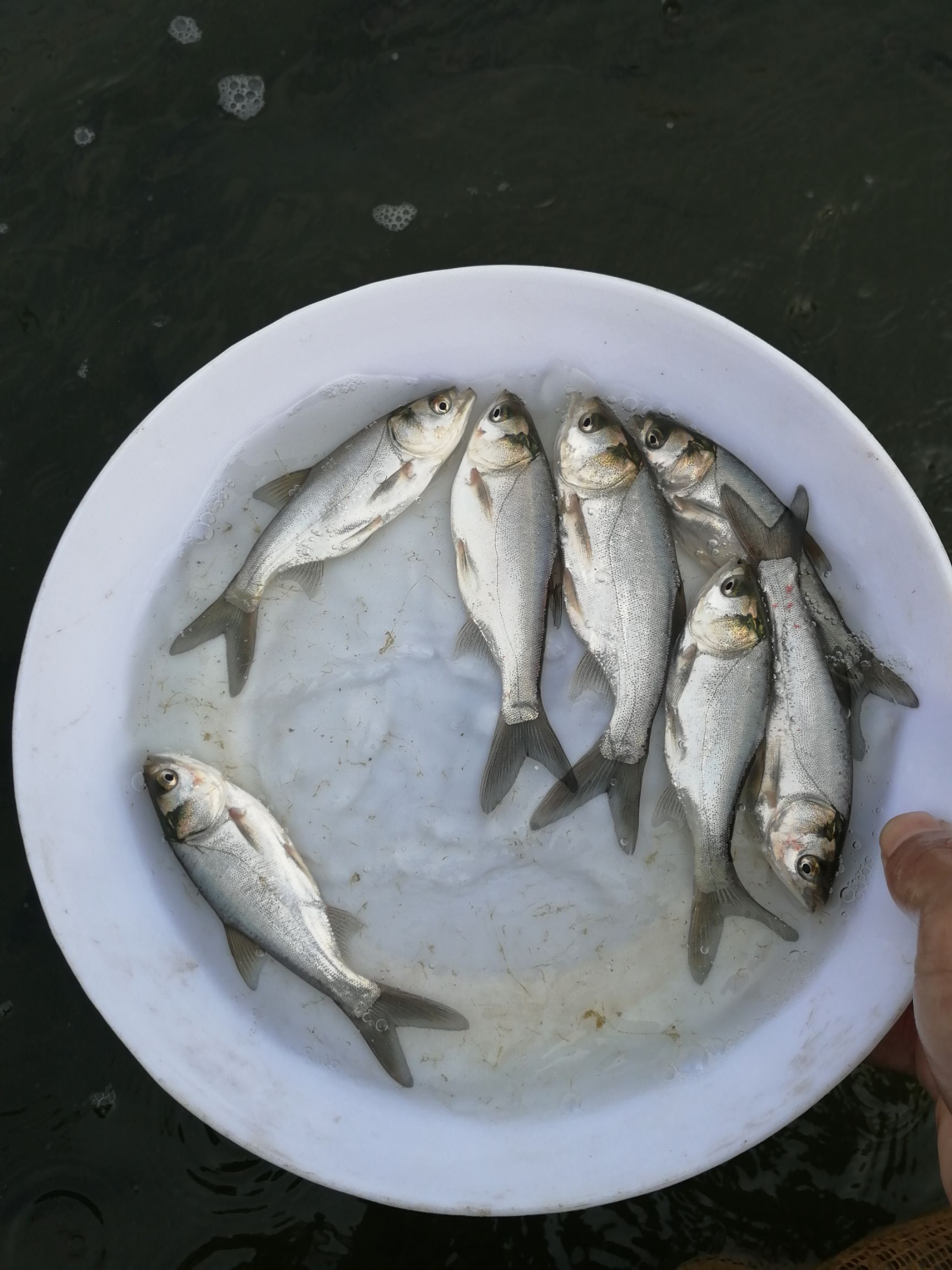 白鲢鱼  广东省惠州市水产运输优质本地 花鲢（大头鱼） 白鲢