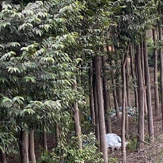 南宁 土沉香树