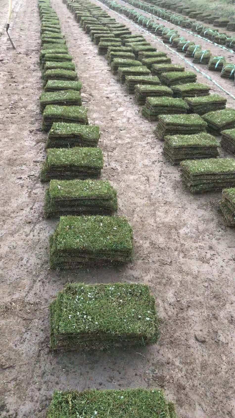 弘扬生态文明，享受绿色生活。筱筱草坪常年销售:百慕大草坪