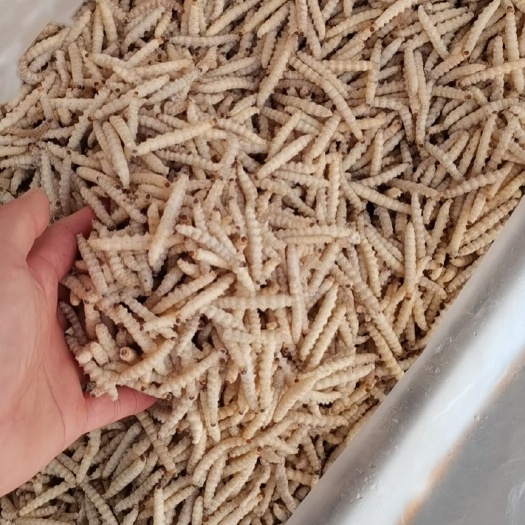 南宁 竹虫，一级产品质量