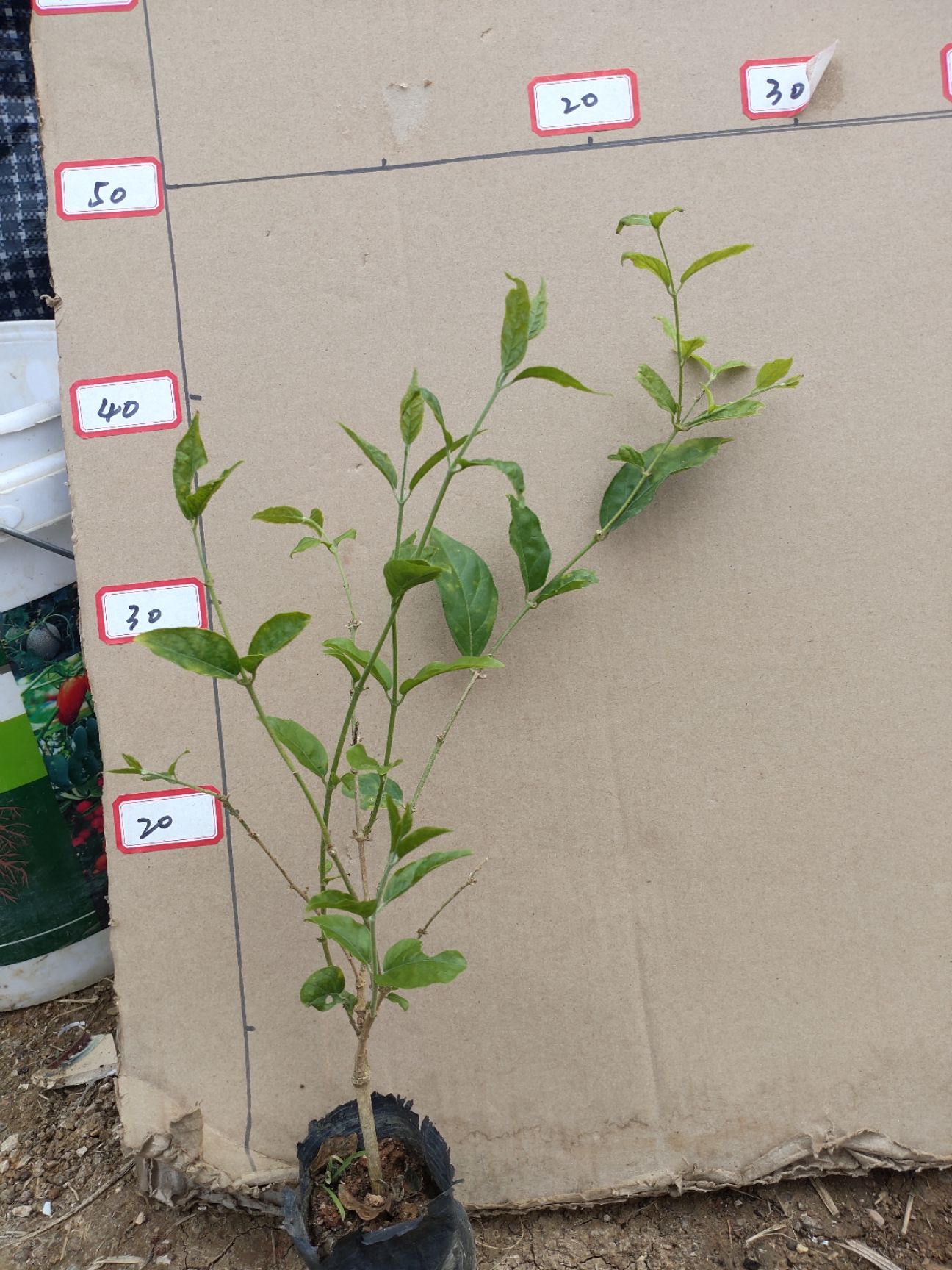 单瓣茉莉  横县茉莉重瓣笔尖茉莉，2年苗，新品种花味超级香