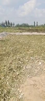散装玉米秸秆质量有保证！量大从优！