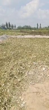散装玉米秸秆质量有保证！量大从优！