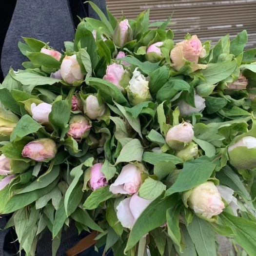 中江县观赏牡丹 油画牡丹 芍药切花基地直发 牡丹鲜花