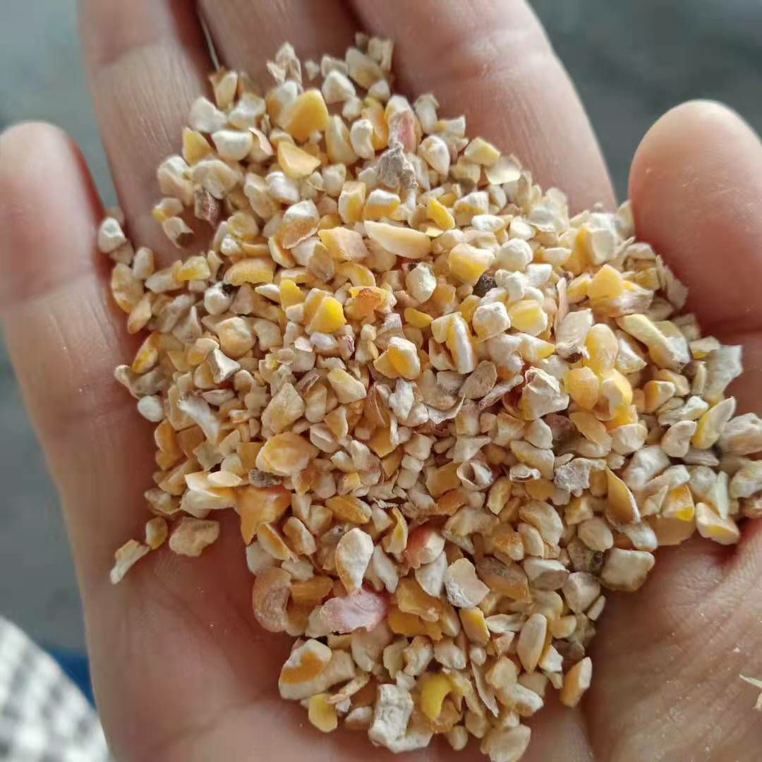 碎玉米  大量纯粮玉米粒出售