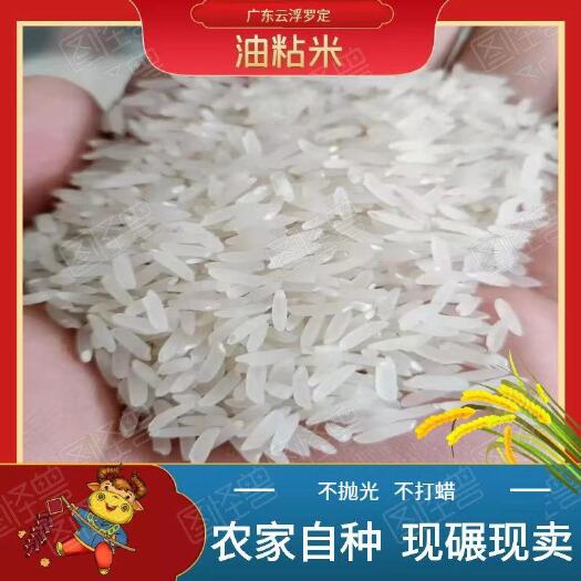 罗定市籼米  广东云浮罗定  油粘米  不 抛光不打蜡