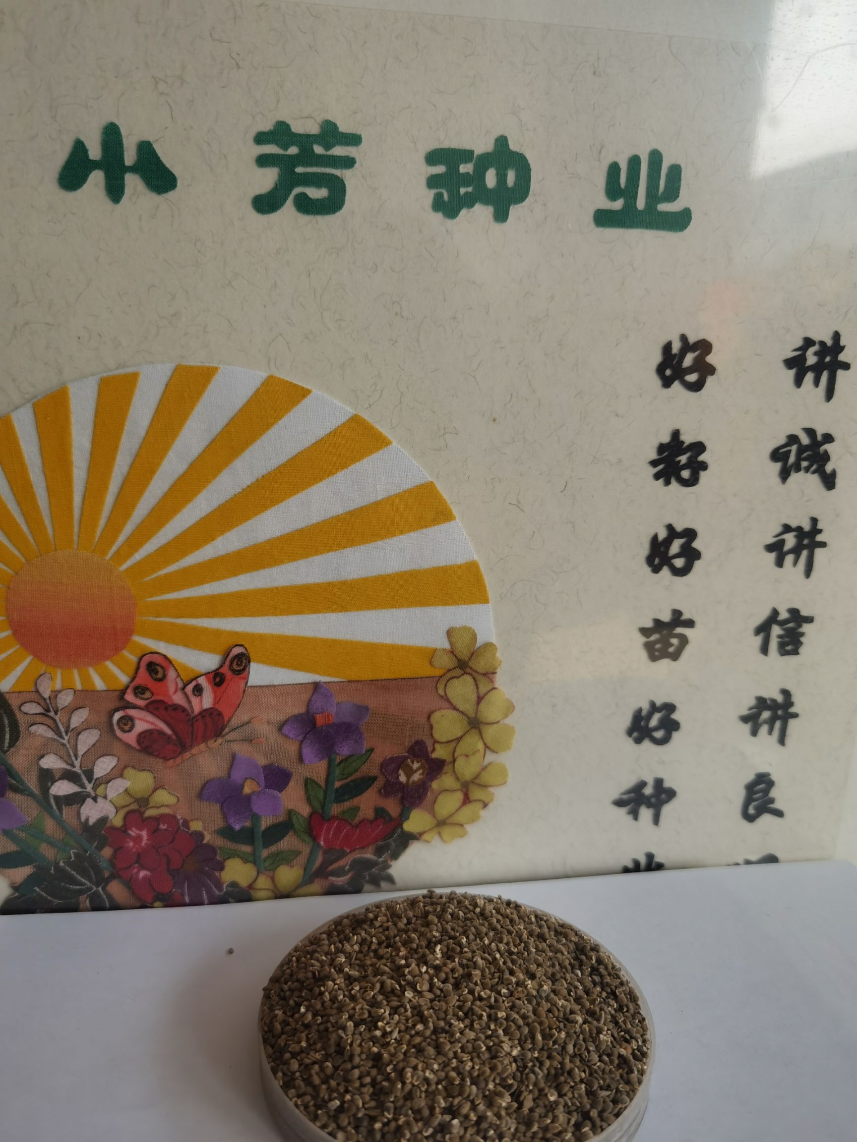安国市远志种子  远志籽保质保量保发芽率支持大货批发零售