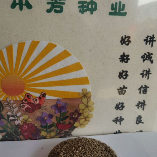 安国市远志种子  远志籽保质保量保发芽率支持大货批发零售