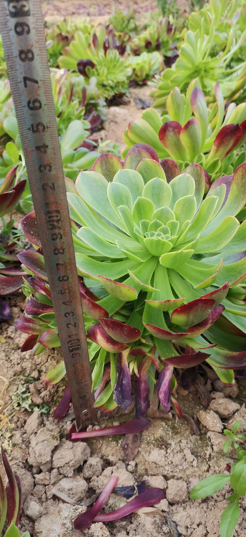 多肉法师  多肉植物法师  嘉年华  锦