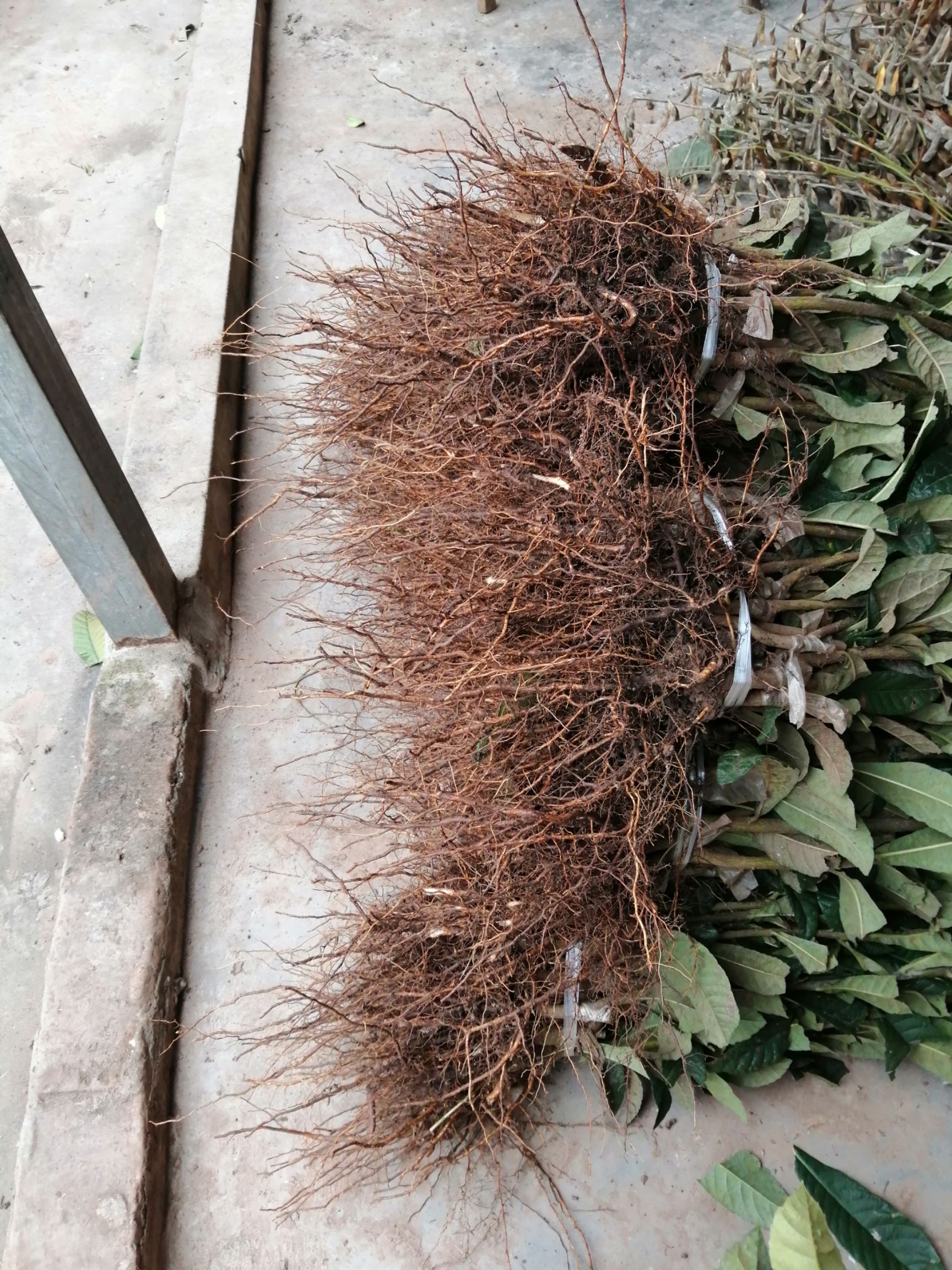 大五星枇杷苗根细发达 成活率高