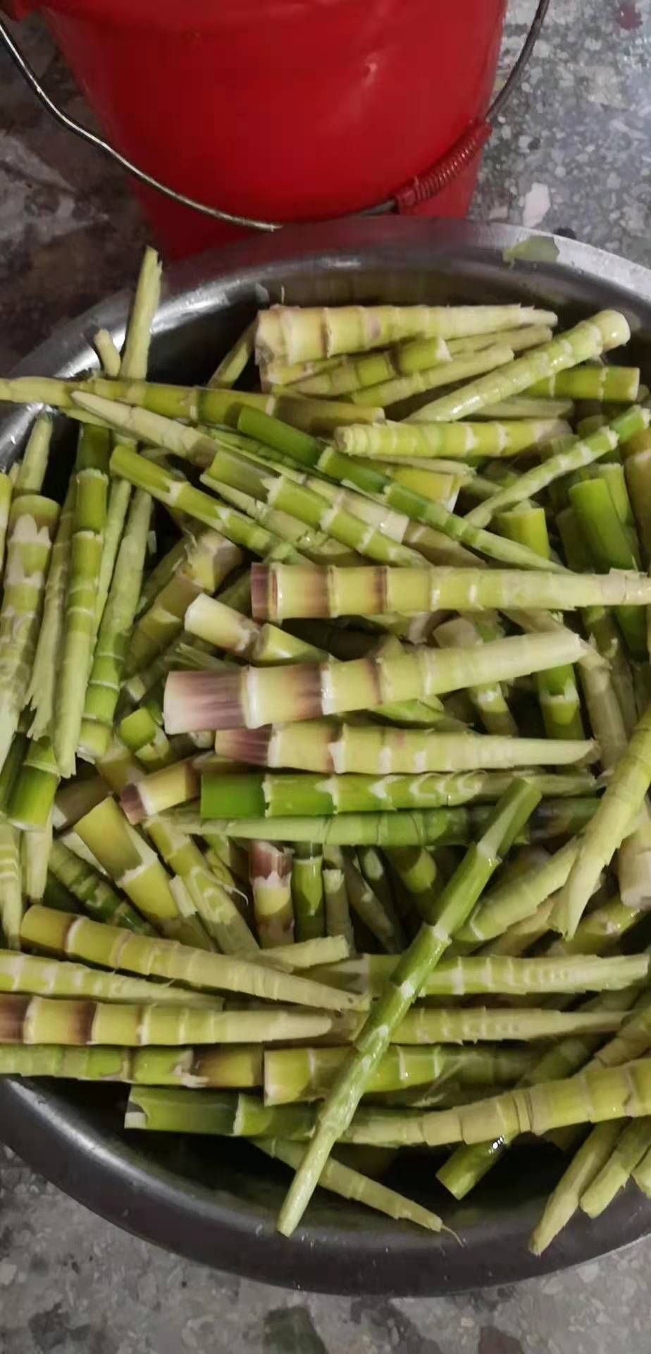 竹芋 竹笋   小尖甜竹笋   麻笋