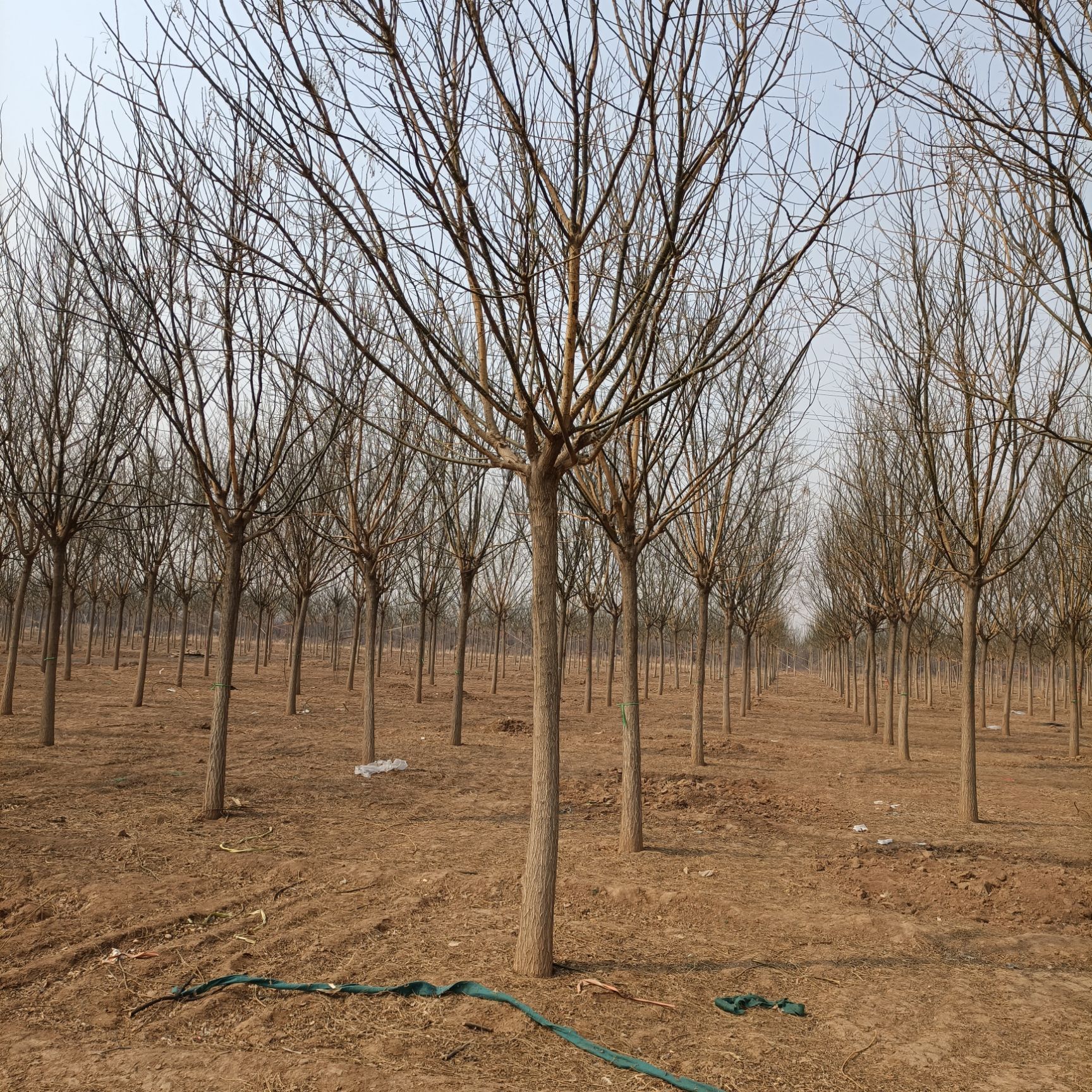 大量原生国槐，基地供货，树正冠圆。