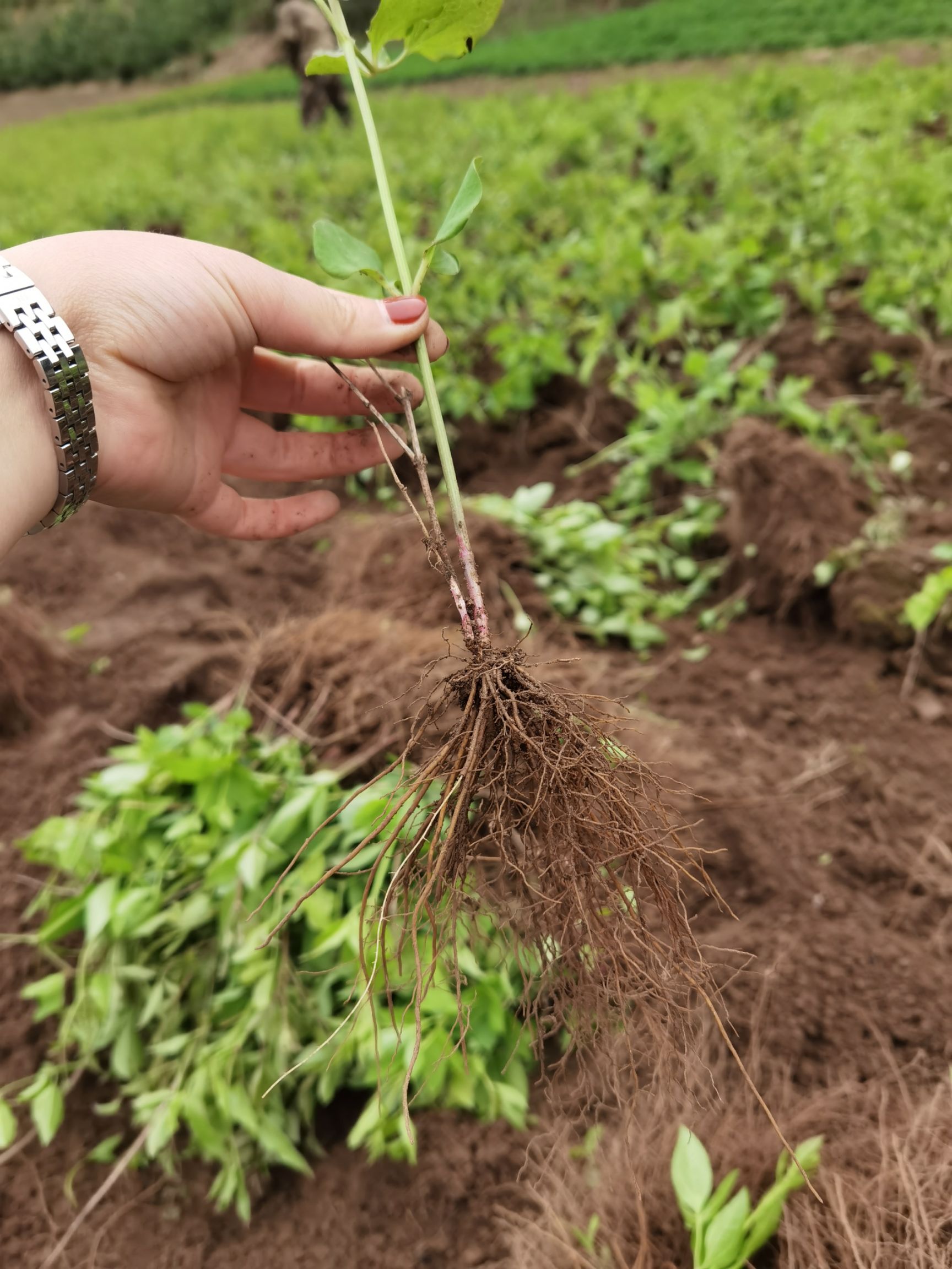 威灵仙种苗，二年苗