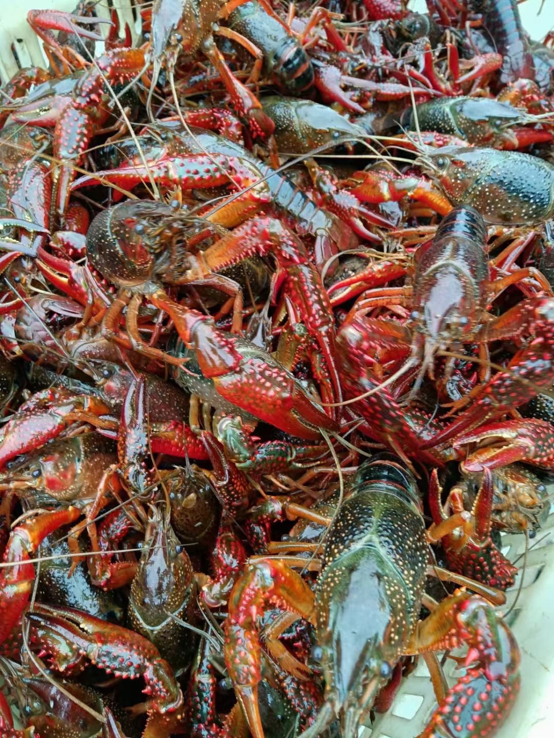  湖北潜江小龙虾