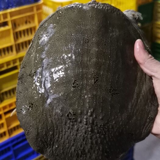 惠州黄沙鳖 靓货