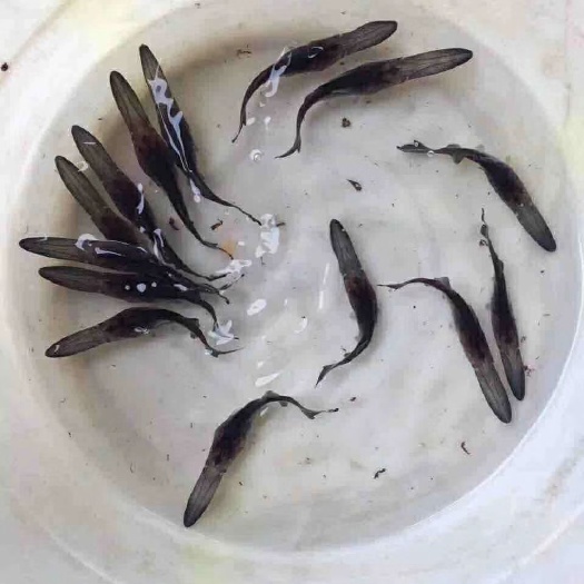 漯河鸭嘴鱼水花，鸭嘴鱼苗，各种规格公分苗。