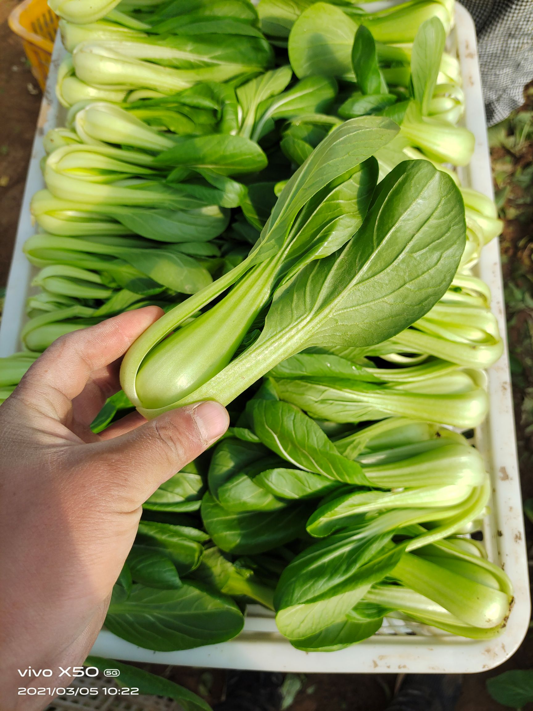 曹县蔬菜基地大量供应上海青小白菜精品
快菜大量上市中