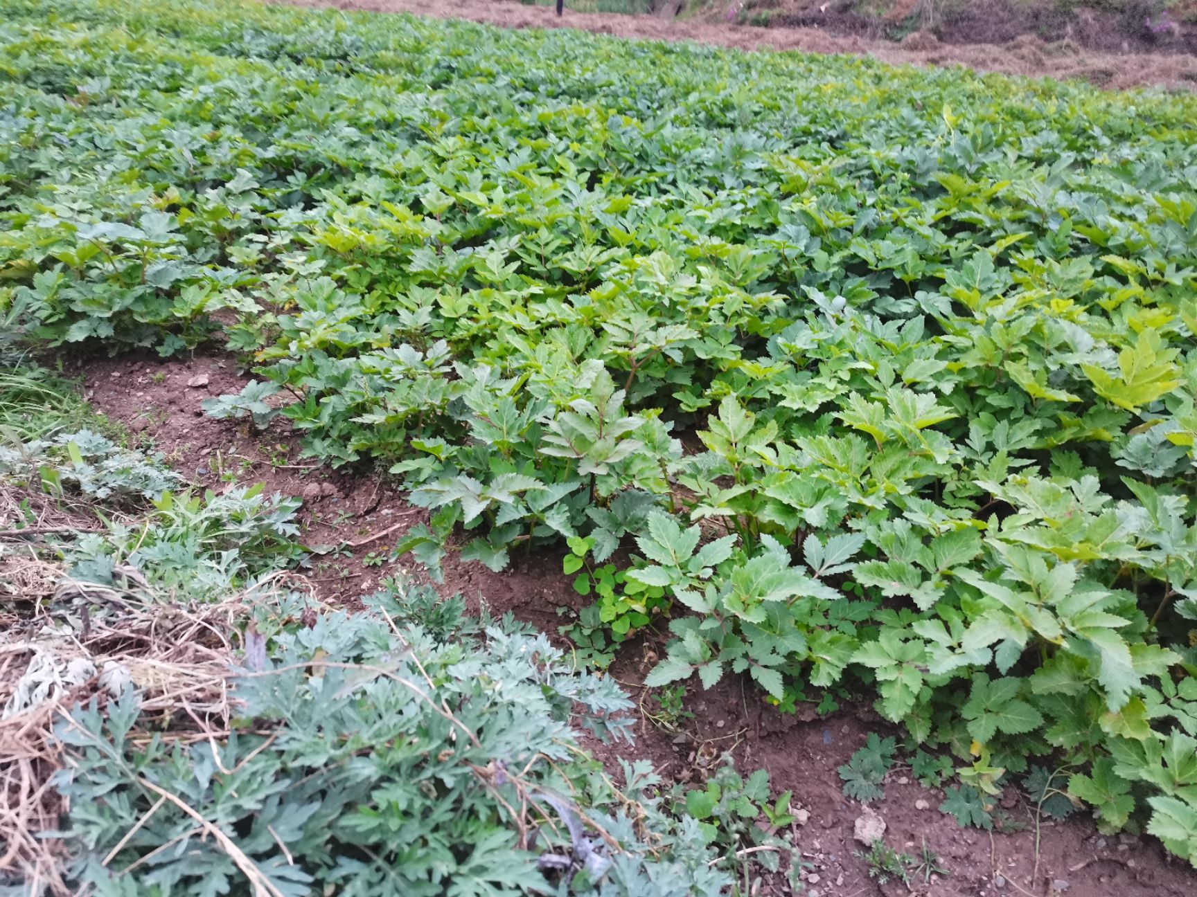 羌活种子  甘肃原产地羌活苗子价格便宜成活率高